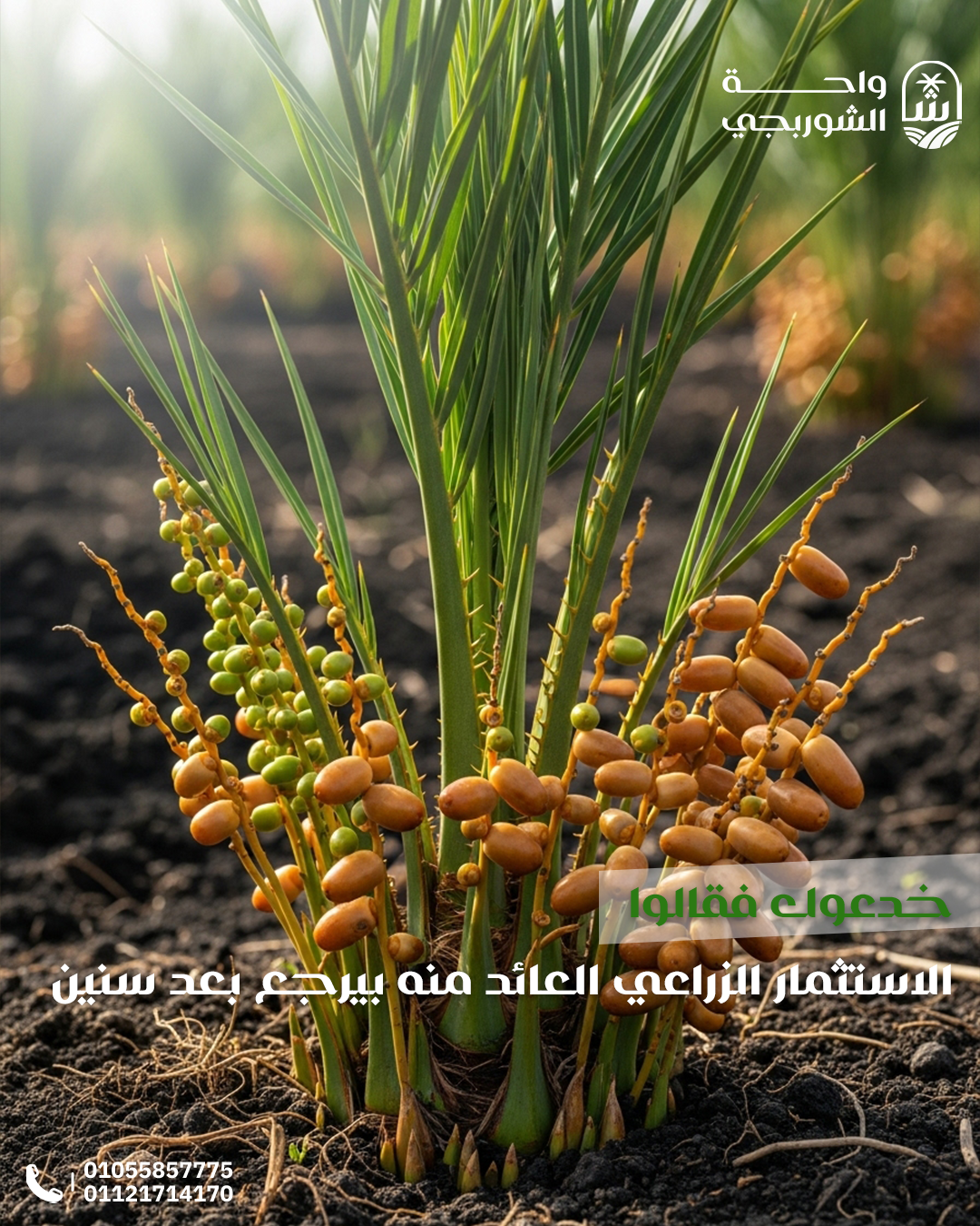 تصميمات سوشيال ميديا لواحة الشوربجي